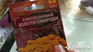 Мои пеларгонии,новые семена