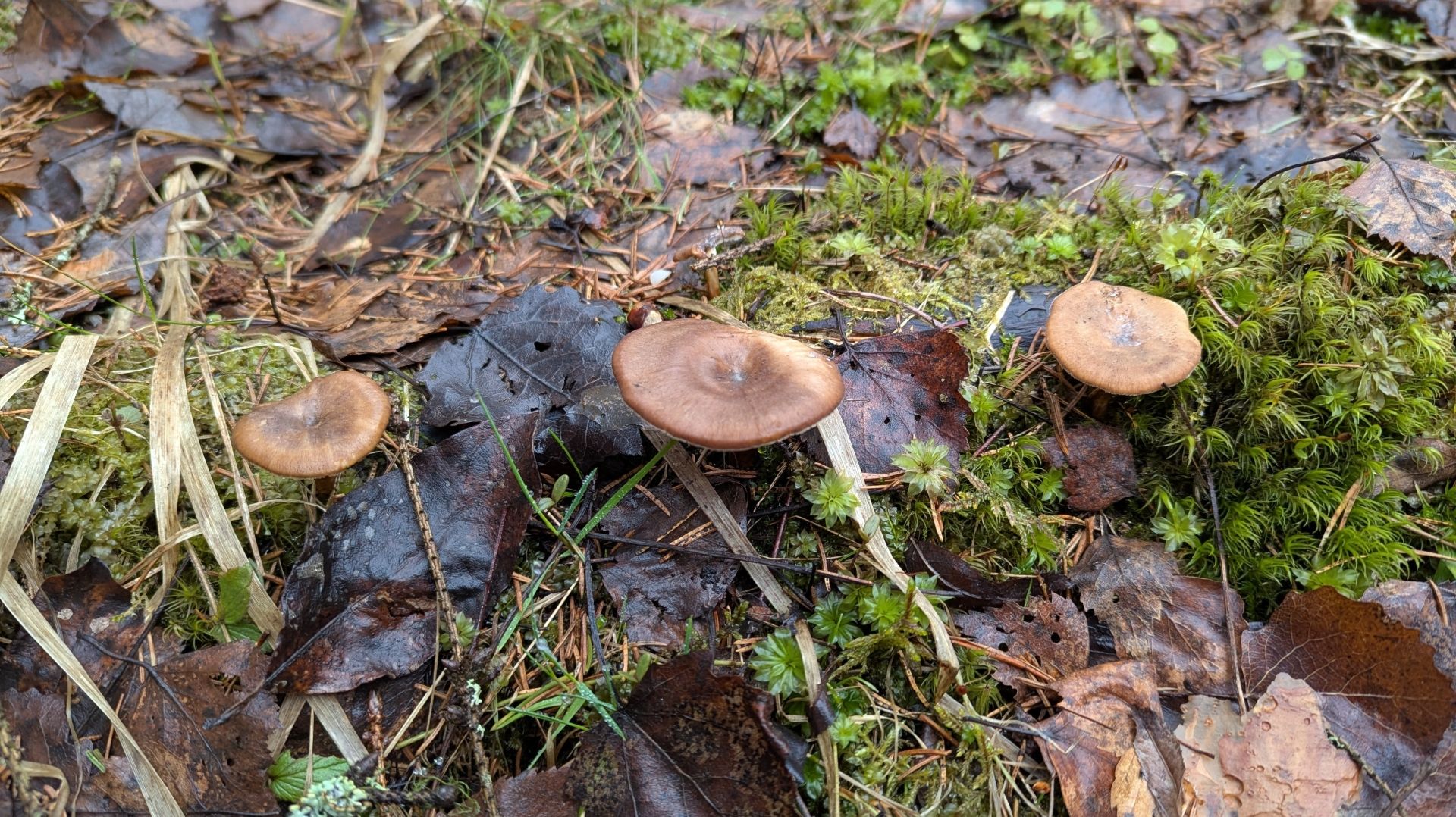 Трутовик зимний (Lentinus brumalis). Как выглядит гриб на месте произрастания.