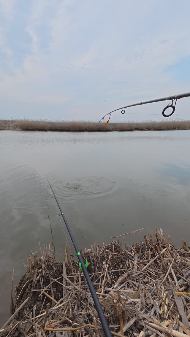 САЗАНЧИК на фидер!Почти зачет!!Рыбалка в марте!!