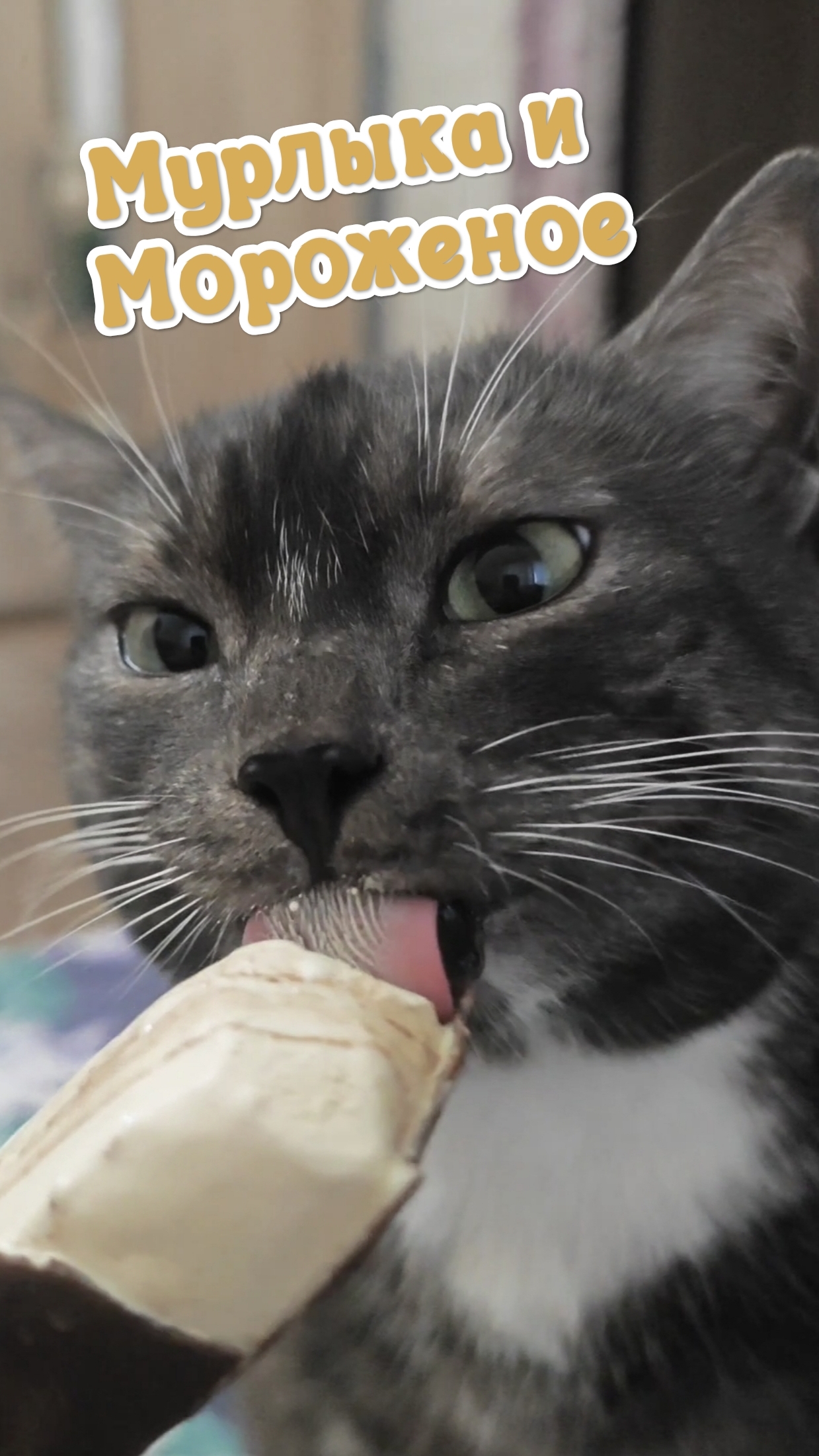 Мурлыка и Мороженое