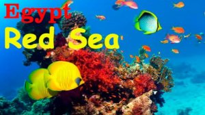 Подводный мир Красного моря, Египет