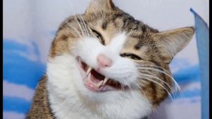 Та самая Адская Тень))