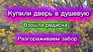 Взошла редиска. Купили дверь в душевую. Разгорпживаем забор.