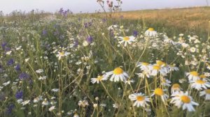 Цветочная поляна!!!