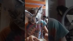 делаю украшение для официального моего персонажа.- Lanix