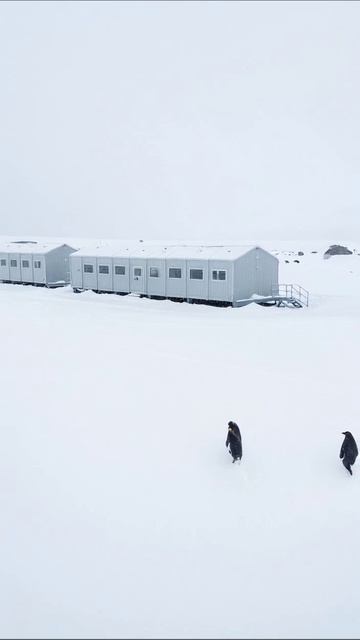 Пингвины в Антарктиде: жизнь в снежной пустыне #пингвины #Антарктида #дикаяприрода