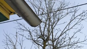 звуки дачи весной