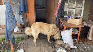 Отпустила алабая с цепи