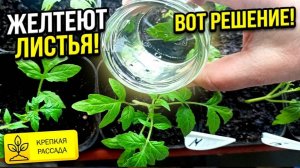 Всего одно ОПРЫСКИВАНИЕ РАССАДЫ Томатов! Хилая рассада станет крепкой, бледные листья позеленеют.