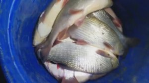 ЛОВЛЯ РЫБЫ СПЛАВНОЙ СЕТЬЮ НОЧЬЮ