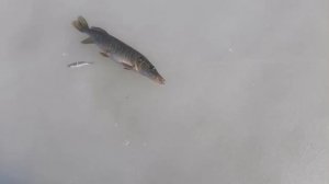 ЗУБАСТИК ТУГИ И ПЕРВАЯ СРАБОТКА С КАРТИНКАМИ СОБАКИ