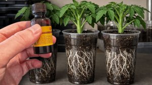 Каплю под любую рассаду и даже долхая РАССАДА будет толстой и крепкой, повышает урожайность рассады