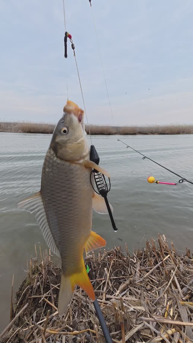 САЗАНЧИК на фидер!!ВЕСЕННЯЯ РЫБАЛКА!!