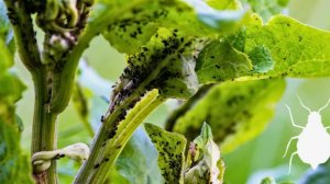 Тля на участке: проверенные способы борьбы без химии