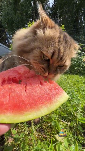 А ваши питомцы любят арбуз?🍉😸 #котики #юмор #питомцы