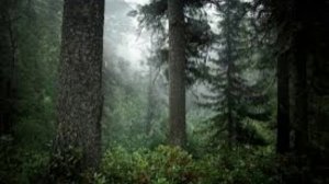 28 марта - Александров день, Лесное ухоженье. Традиции и народные приметы