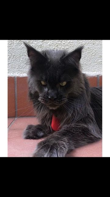 Опять я всё сожрал( Приколы с котами