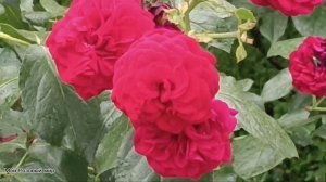 Роза Э Шропшир Лэд и много других...