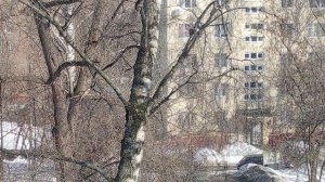 Весна. Журчат ручьи. Перекличка больших синиц. 10 марта 2026.VID_20260310_140343