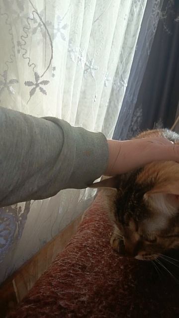 Сильвуша греется,на солнышке после прививки