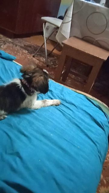 Айва убежала на стол от Макса