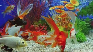 #Коран#АльБакъара#СамыеКрасивыеМеста#Relaxation##Islam#Quran#AlBaqarah'#Minshawiy #4кВидео#45часть#