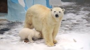 Медведице Герде принесли завтрак, а маленький медвежонок помогает маме все съесть.