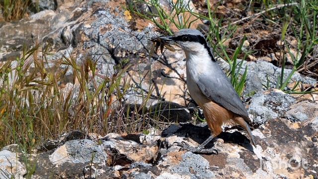 Большой скалистый поползень/релакс для отдыха и души