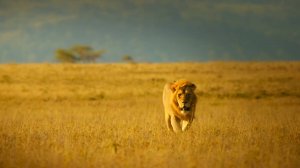 2x04 - Leadership BDRemux 1080p [VO СВ-Дубль] [ENG] {RUS} {ENG}