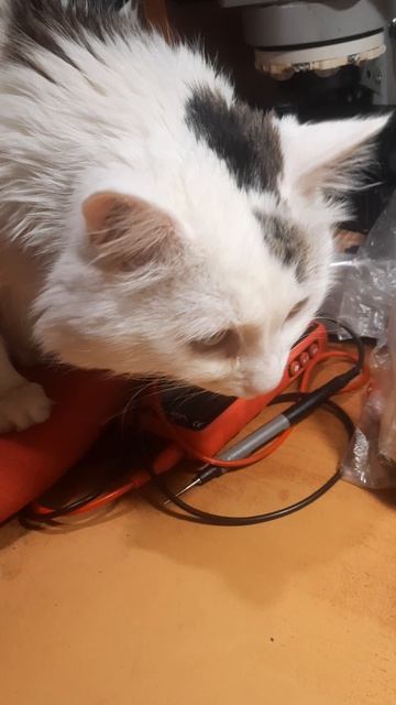 Вася кот и антрекот