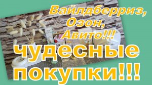 ЧУДЕСНЫЕ ПОКУПКИ С ВАЙЛДБЕРРИЗ, ОЗОН, АВИТО!!!