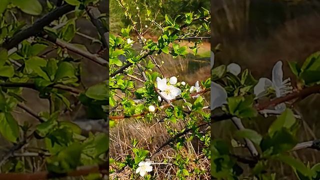 Прогулка по цветущему Новому Свету. Март.Крым.