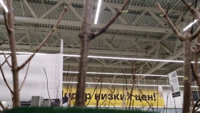 Лемана Про! Саженцы плодовые декоративные розы! Их много! Они везде! 