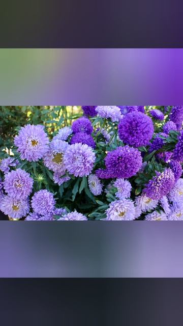 Григорий Поженян 