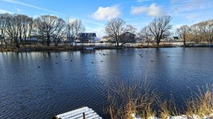 Утки на пруду, осень 2025 года.