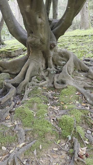 27-03-2026 #деревья #лес #природа #путешествия  #мойдень #доброеутро #настроение #счастье #радостьжи