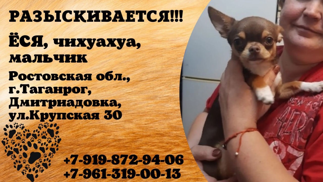Пропала собака! ЁСЯ, чихуахуа, мальчик. Ростовская обл., г.Таганрог.