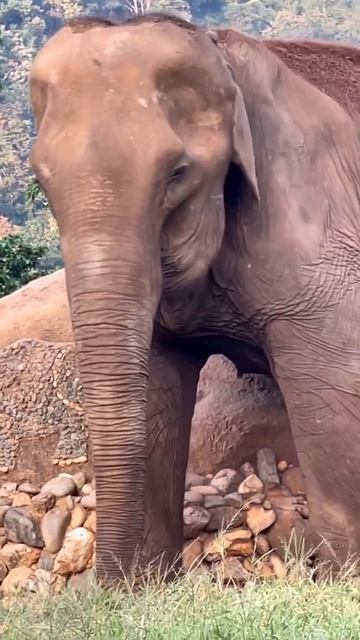 Хобот слона поистине огромен и весит приблизительно 180 килограммов