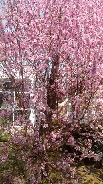 КРЫМ 27.03.22026. ВСЕ ЦВЕТЕТ