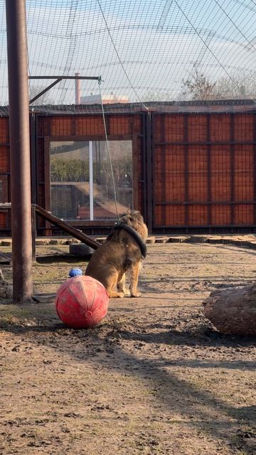 Ну допустим "гав"