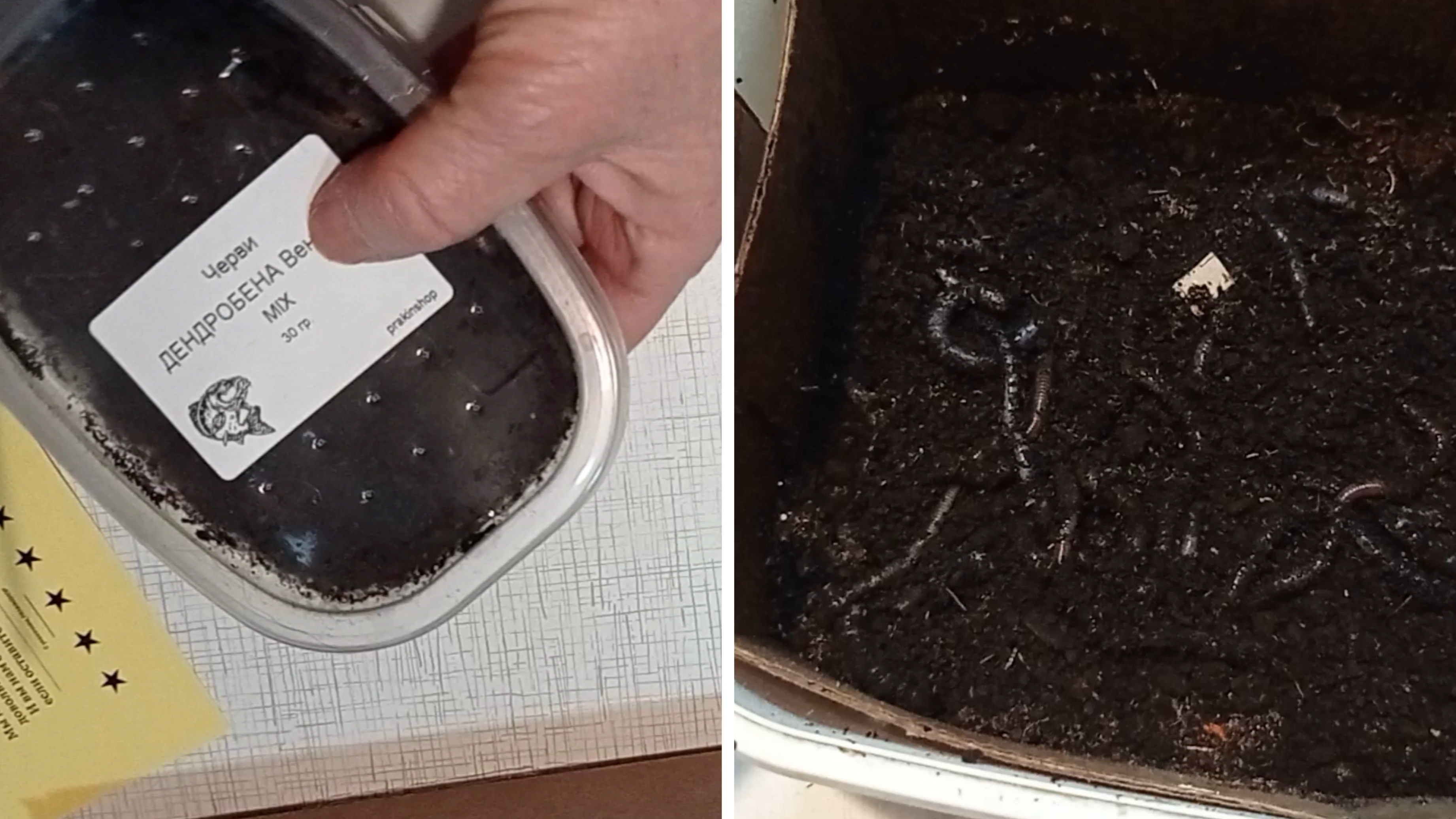 Зачем я купила червей Дендробена. Подготовка субстрата для червятника.