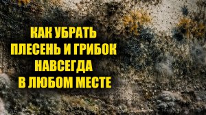 Плесень и грибок исчезнет навсегда! Как избавиться от плесени и грибка рабочий способ