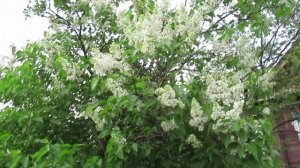 Сирень: на какой почве кустарник не будет расти