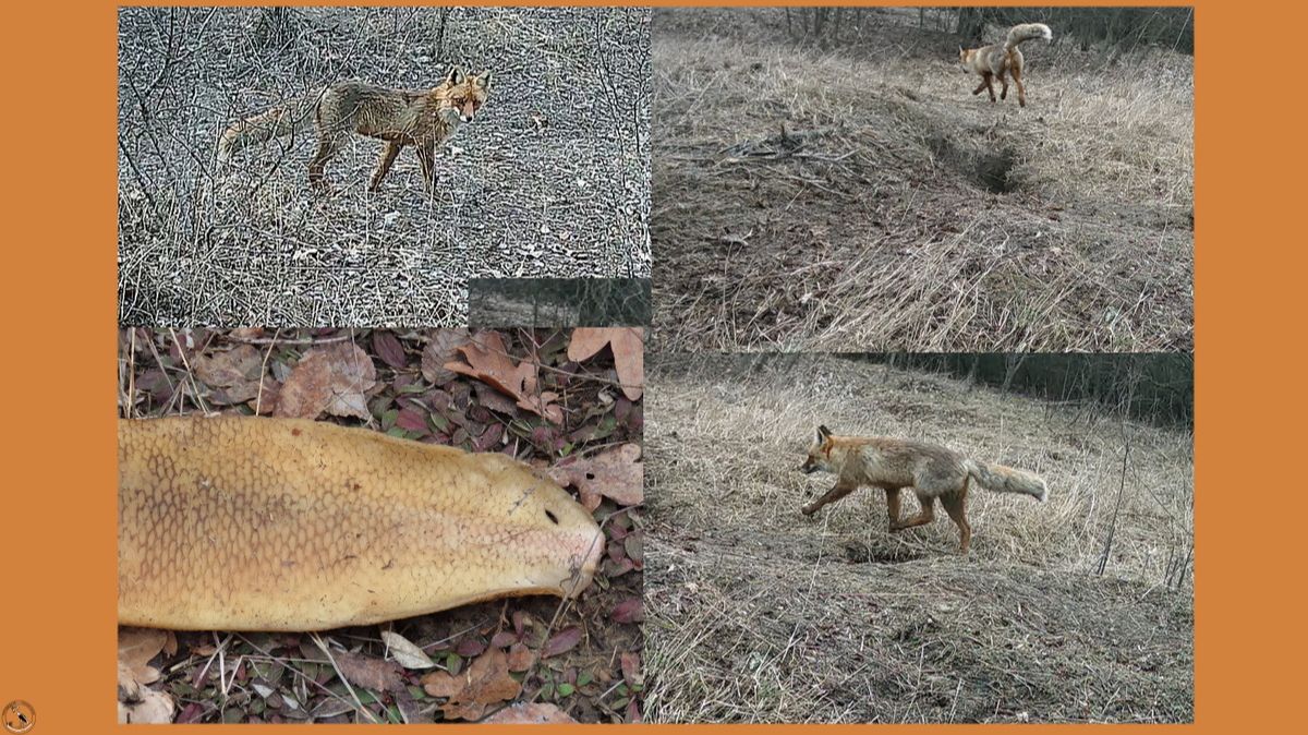 Лис нашел себе легкую добычу. Март 2026