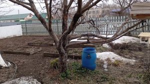 Обрезаю гортензии на площади.