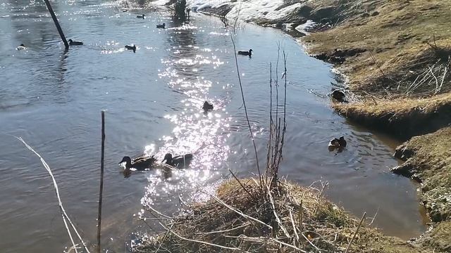 Утки на берегу реки