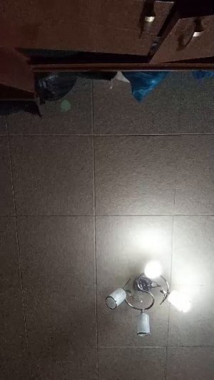 кролики и хомяки 🐹