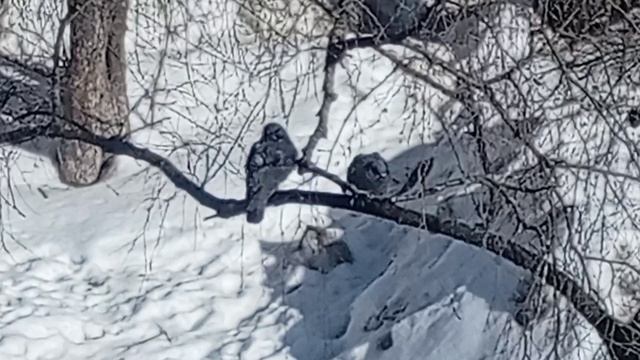 Голубь с голубкой на ветке березы. Март 2026. 2026_03_10_142337317