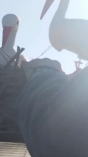 Аисты на крыше.