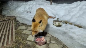 (1250) Лиса приходит в гости. Март 2026